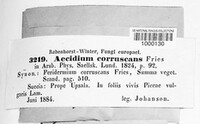 Aecidium coruscans image